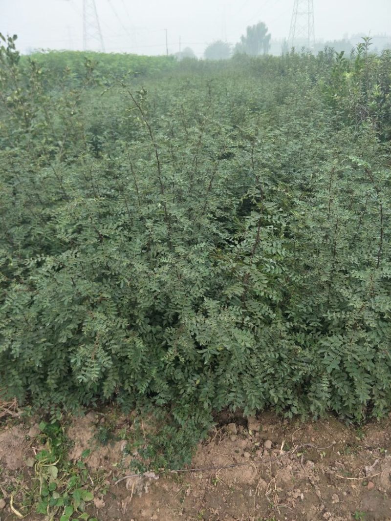 现出售花椒苗大红袍花椒苗无刺花椒苗品种纯正