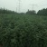 现出售花椒苗大红袍花椒苗无刺花椒苗品种纯正