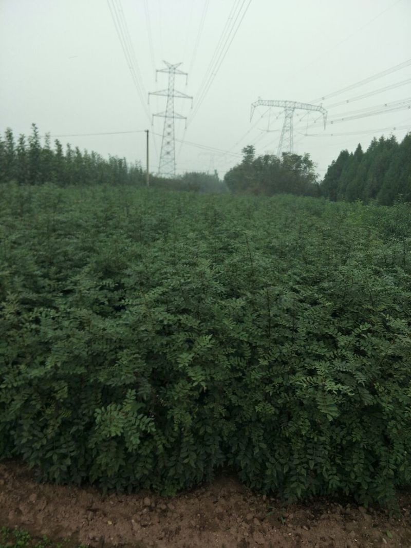现出售花椒苗大红袍花椒苗无刺花椒苗品种纯正