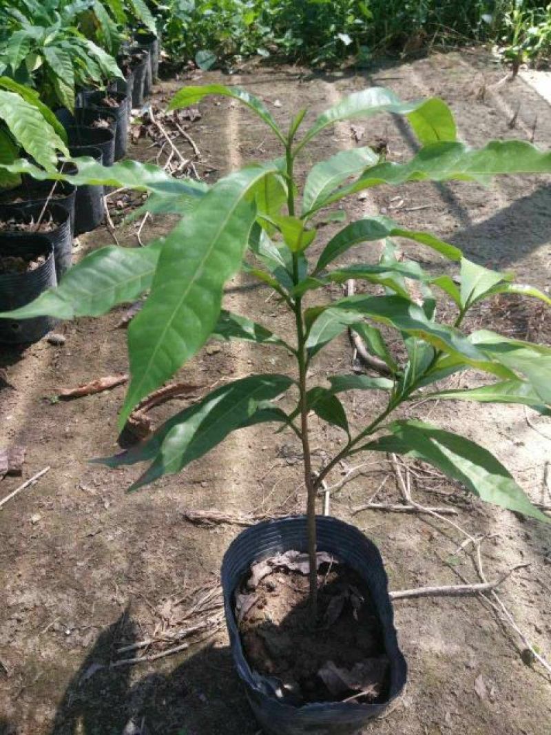 黄晶果苗