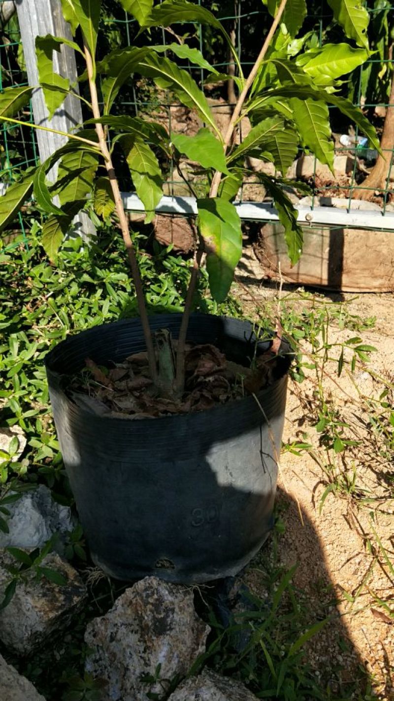 黄晶果苗