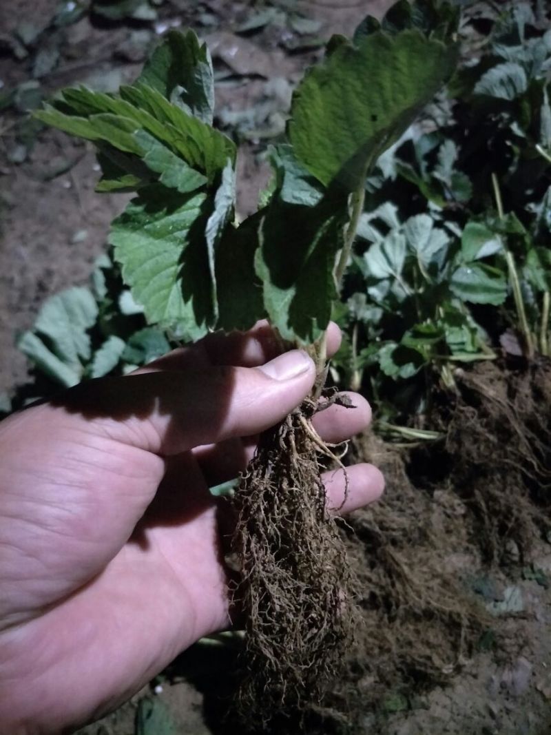 甜查理草莓苗10~20cm