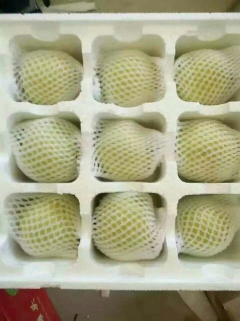 酥梨450~500g光果