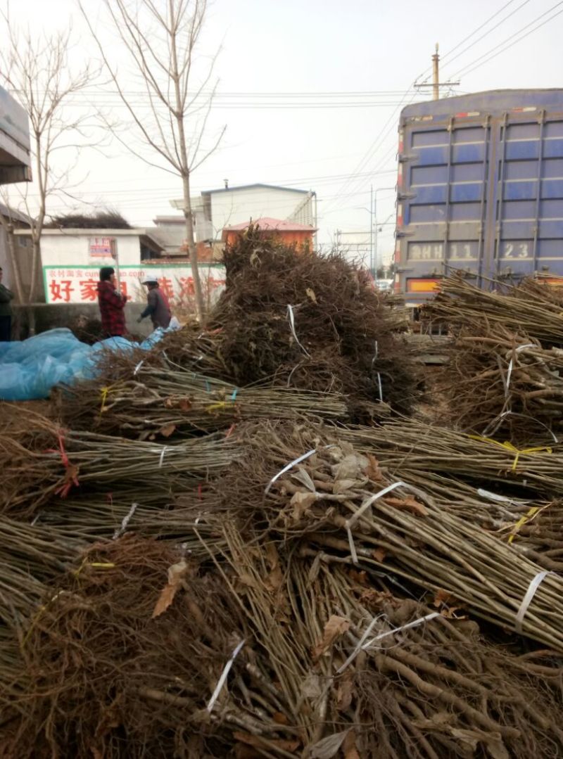 栗子树苗基地嫁接板栗树苗价格泰山大红袍板栗树苗
