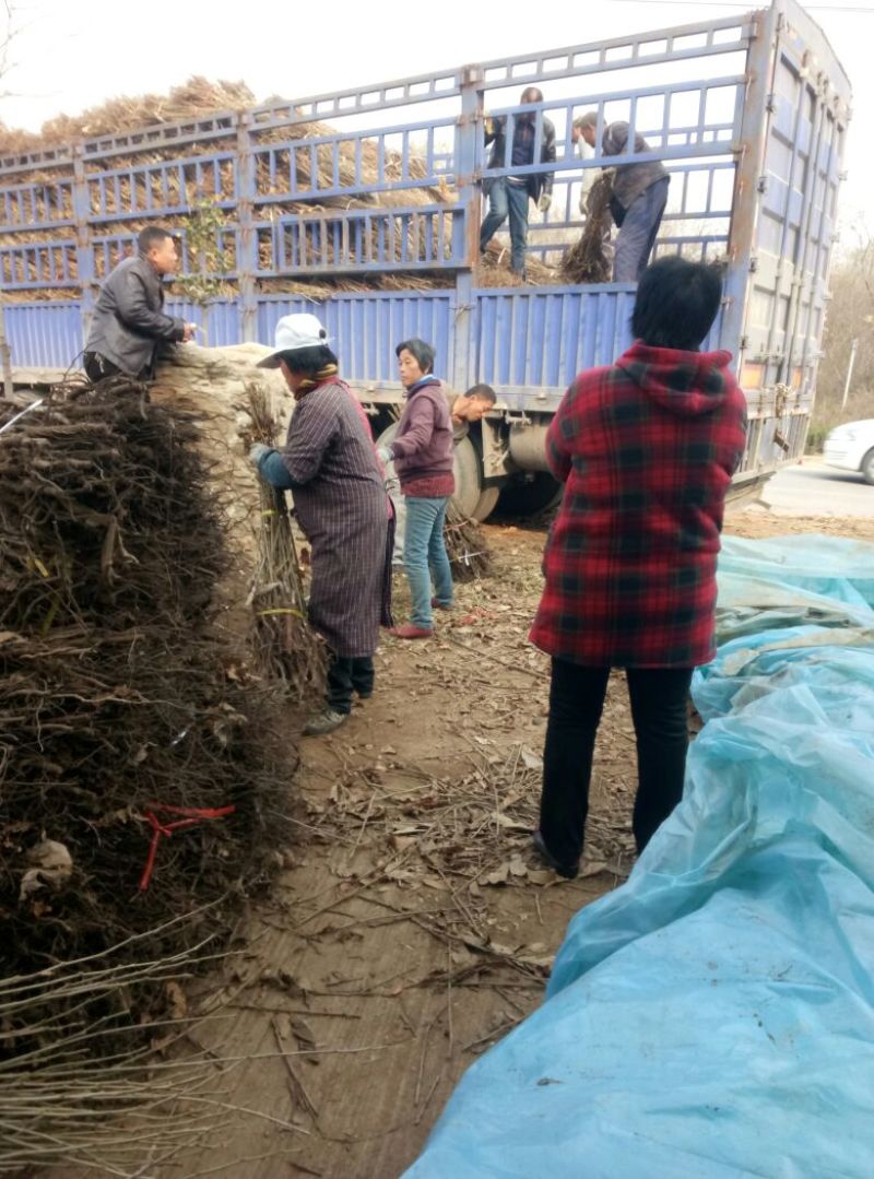 栗子树苗基地嫁接板栗树苗价格泰山大红袍板栗树苗