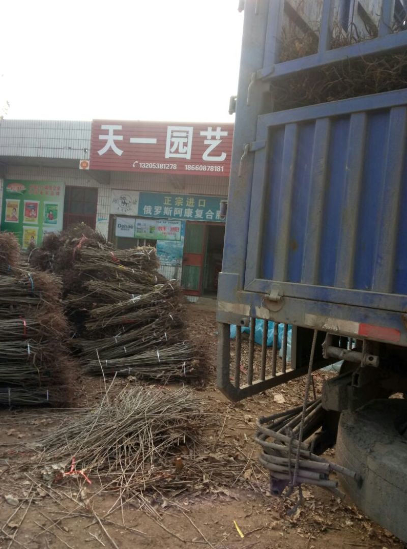 栗子树苗基地嫁接板栗树苗价格泰山大红袍板栗树苗