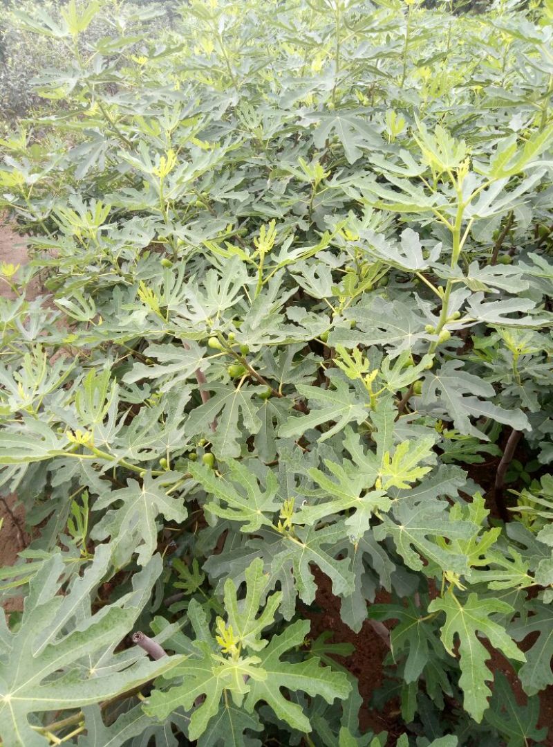 1.5米无花果树苗价格波姬红布兰瑞克无花果树苗