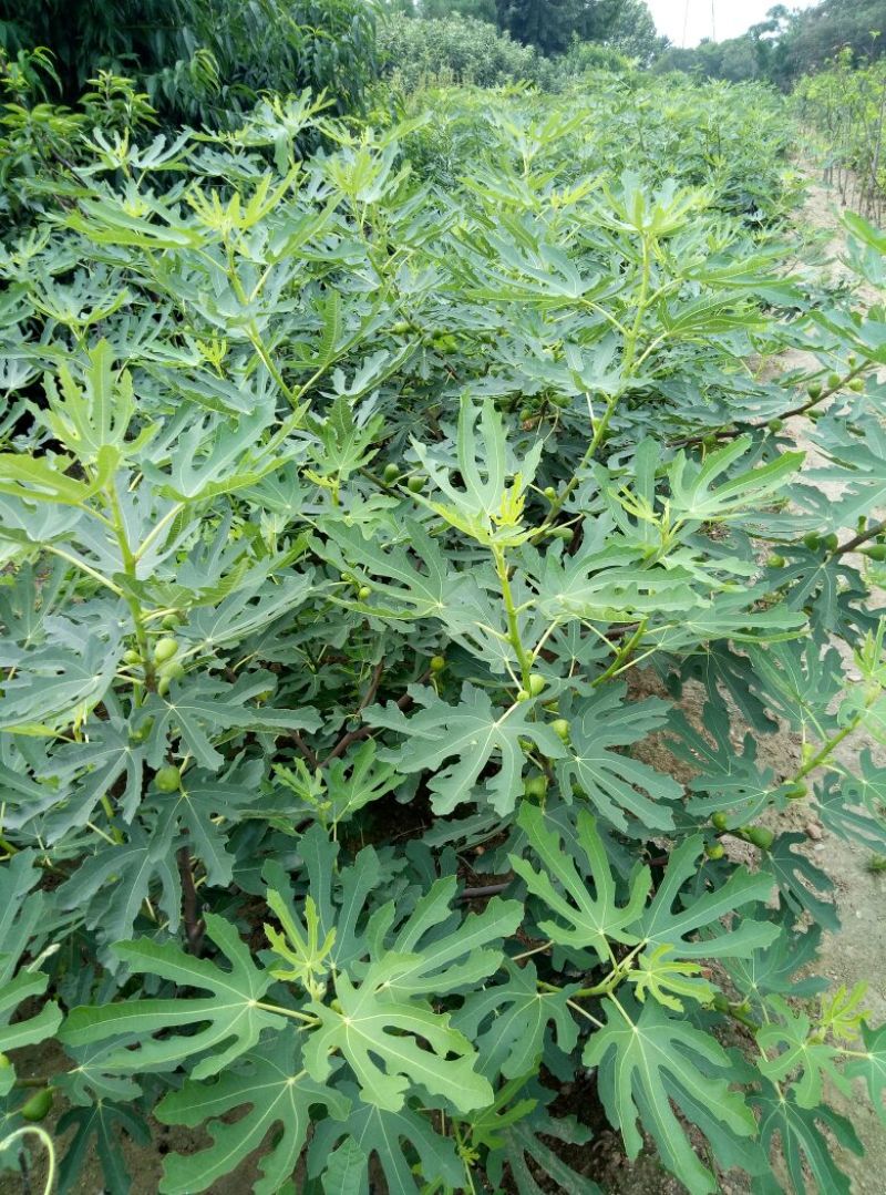 1.5米无花果树苗价格波姬红布兰瑞克无花果树苗