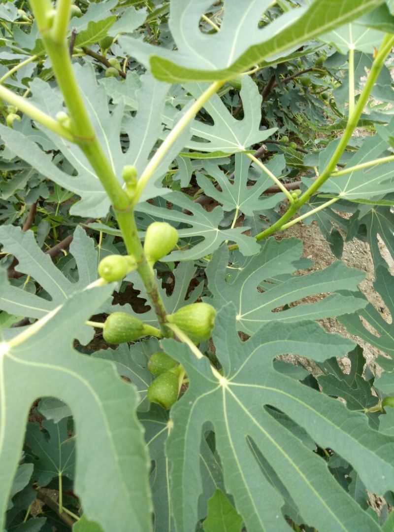 1.5米无花果树苗价格波姬红布兰瑞克无花果树苗