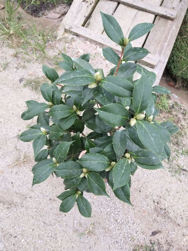 茶花50~80cm