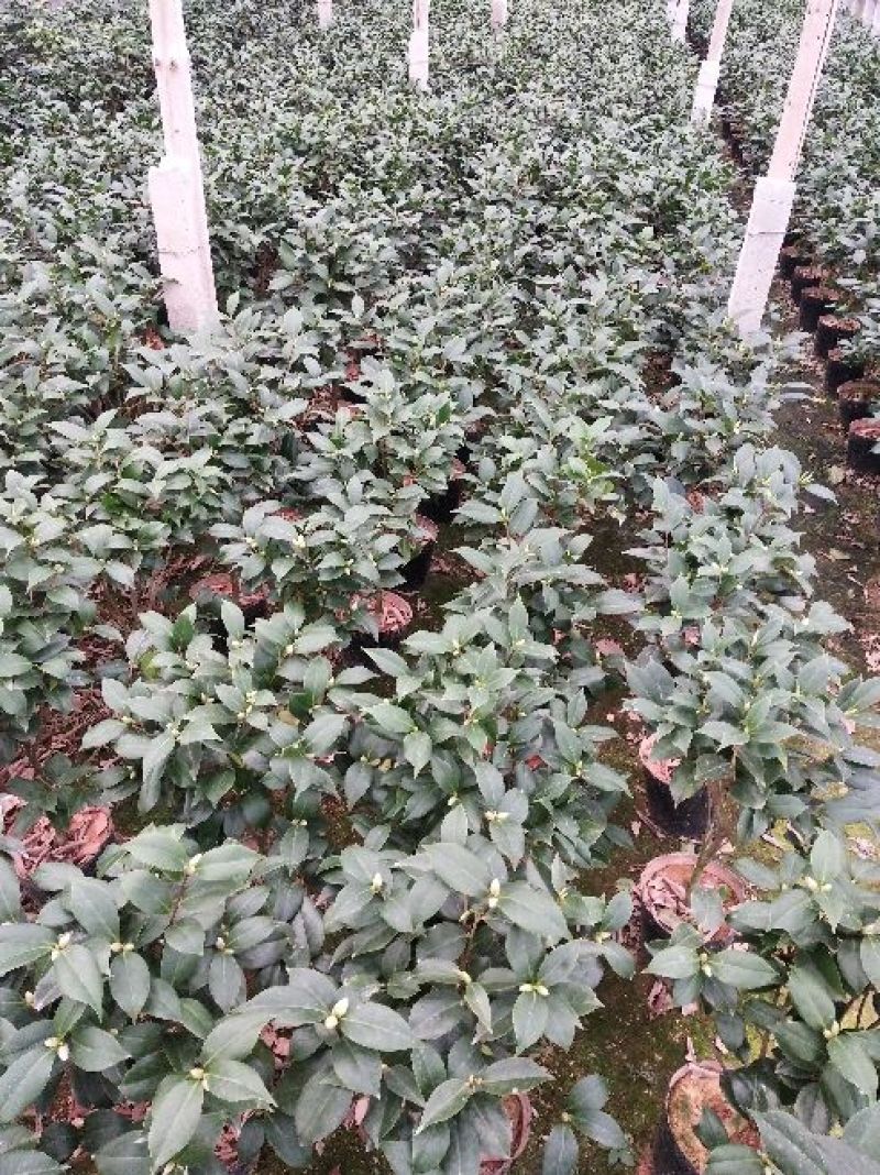 茶花50~80cm