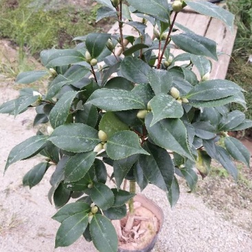 茶花50~80cm