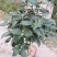 茶花50~80cm