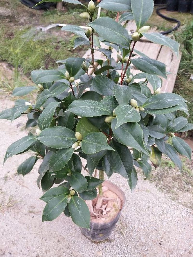 茶花50~80cm