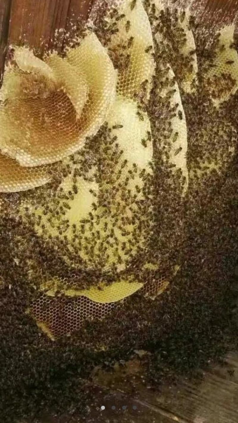 蜜蜂平箱装