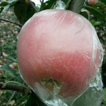 水晶富士苹果75mm以下纸+膜袋
