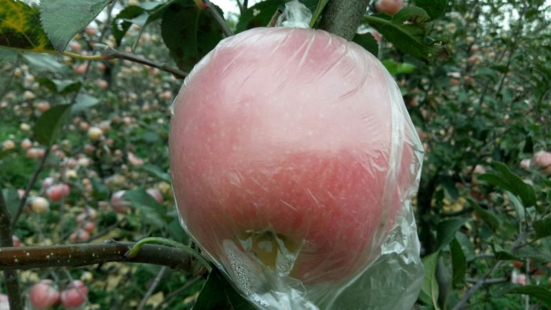 水晶富士苹果75mm以下纸+膜袋