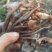 襄阳山上拣的茶树菇10cm野生的一包70斤包邮