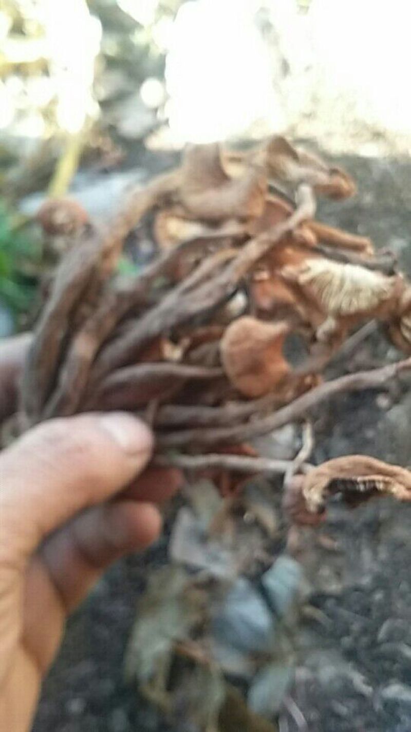 襄阳山上拣的茶树菇10cm野生的一包70斤包邮