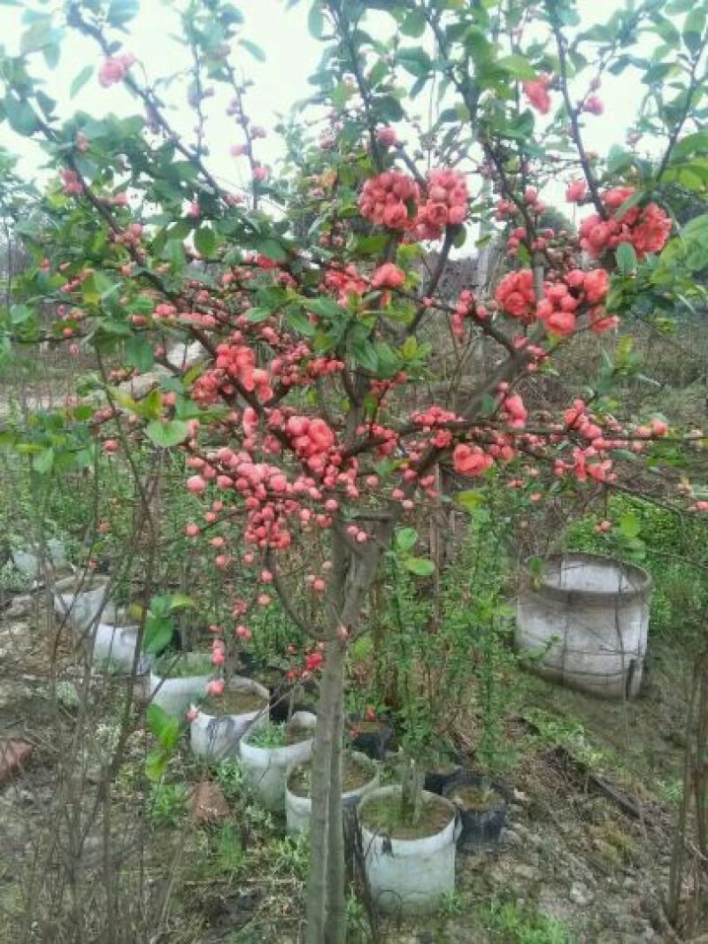 玫瑰海棠，长寿冠海棠，盆栽杯苗，高1～1.8米