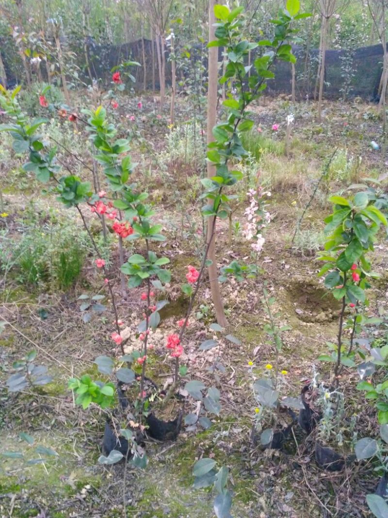 玫瑰海棠，长寿冠海棠，盆栽杯苗，高1～1.8米