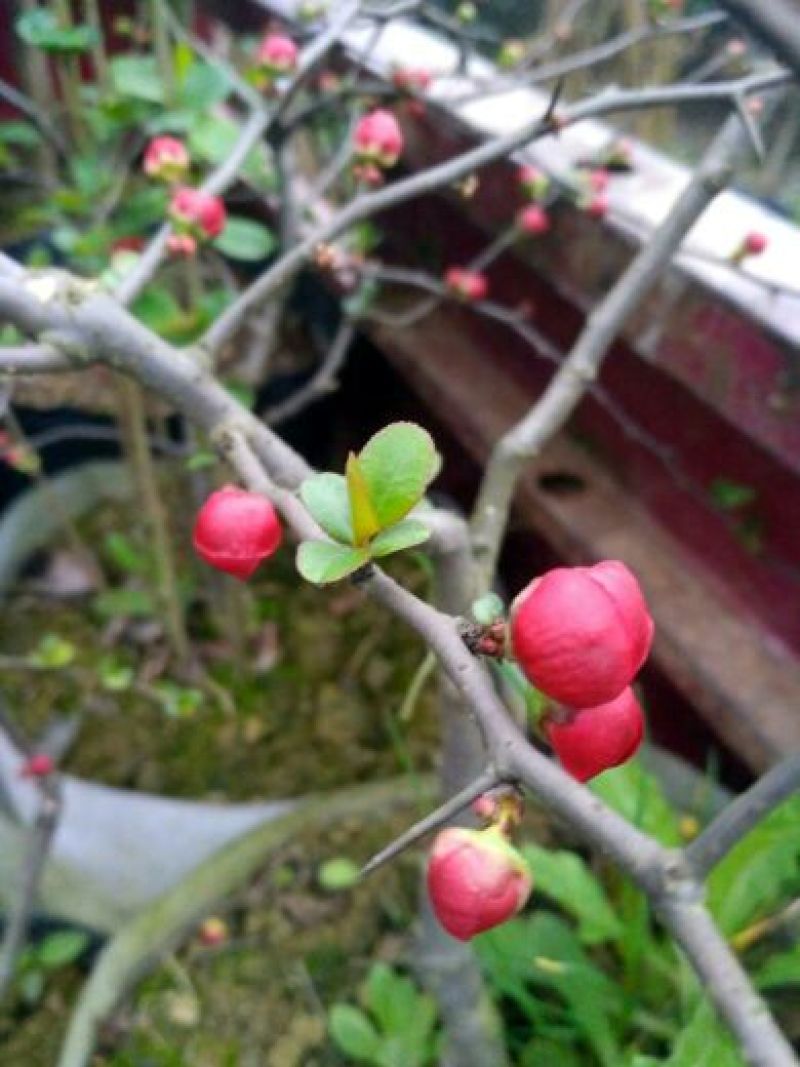 玫瑰海棠，长寿冠海棠，盆栽杯苗，高1～1.8米