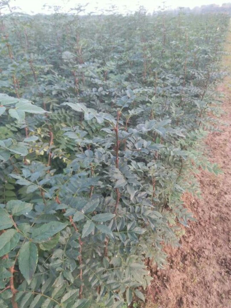 花椒苗现挖现发根系发达成活率高花椒树苗大红袍狮子头