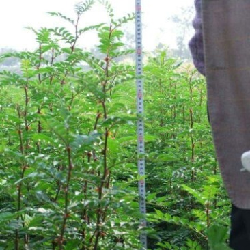 花椒苗0.5~1年