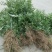 花椒苗0.5~1年