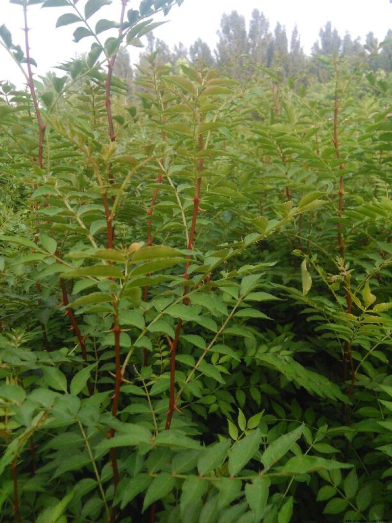 花椒苗0.5~1年