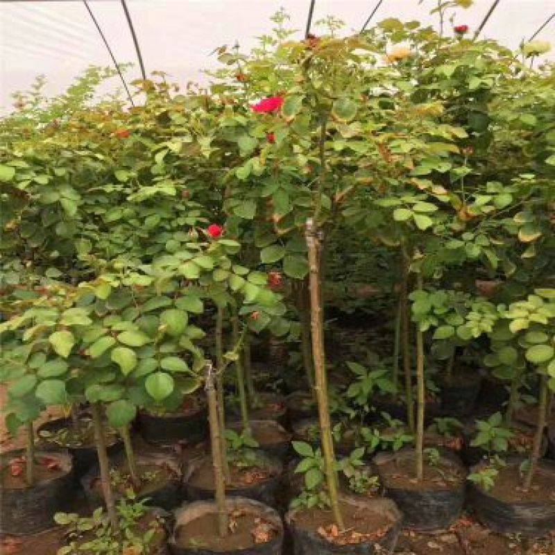 树状月季1~5公分高杆月季量大优惠工程月季