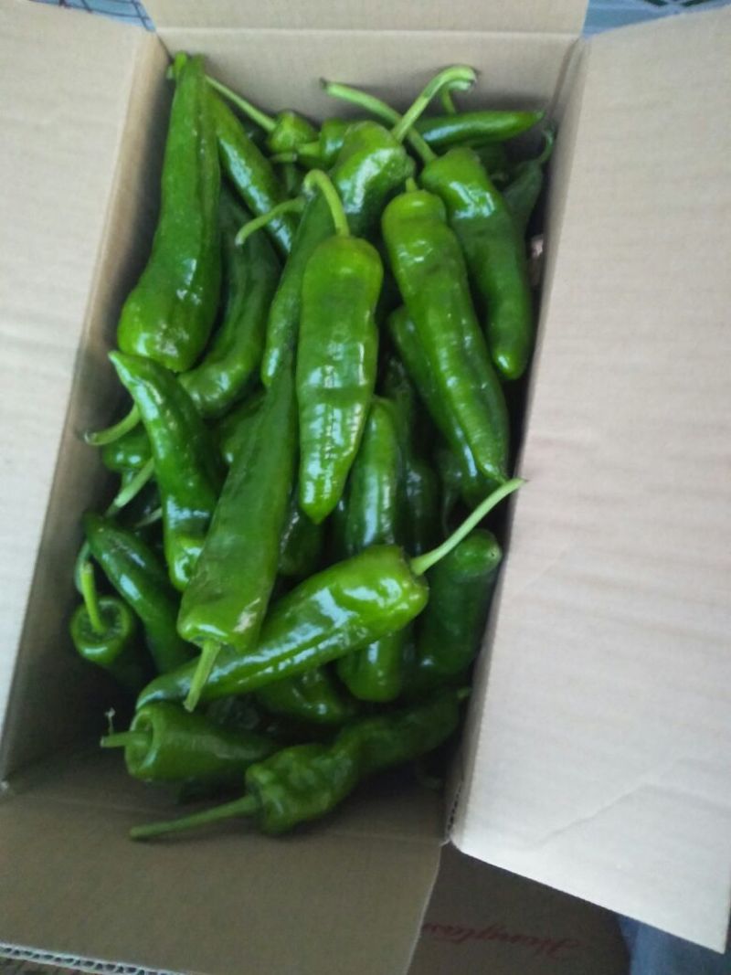 泡椒5~10厘米中辣青