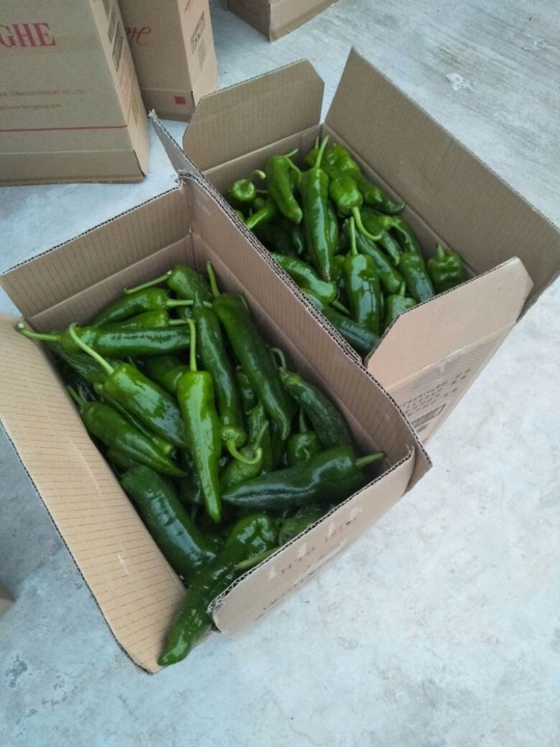 泡椒5~10厘米中辣青