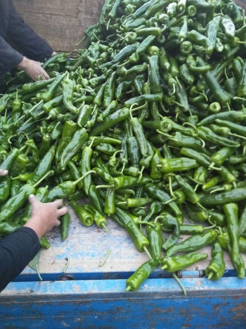 泡椒5~10厘米中辣青
