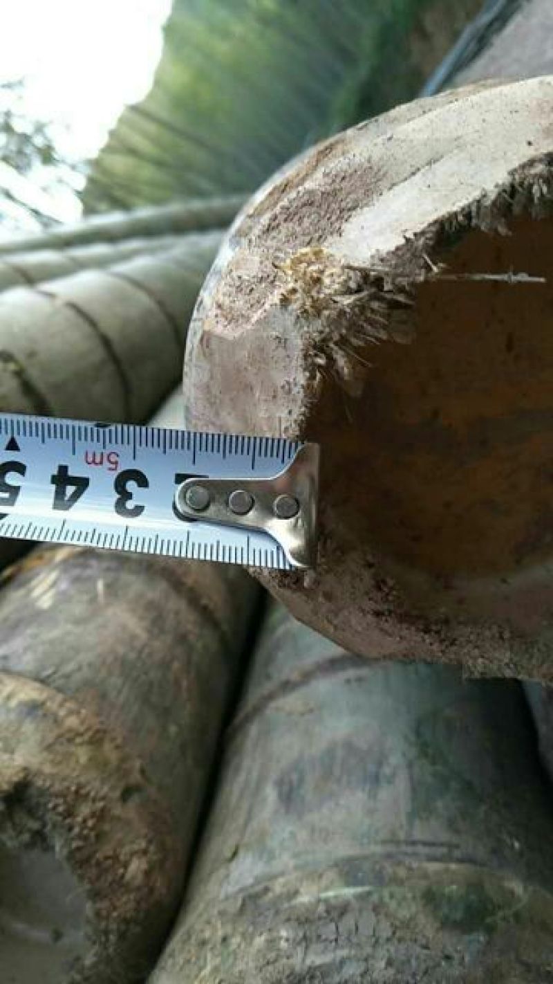 楠竹6cm以上6米以上