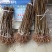 青脆李子苗，果子八月中旬上市，脆甜，个头大，现挖现发包邮