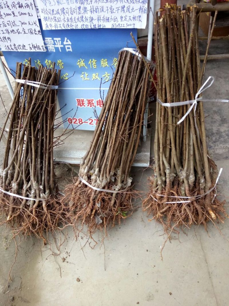 青脆李子苗，果子八月中旬上市，脆甜，个头大，现挖现发包邮