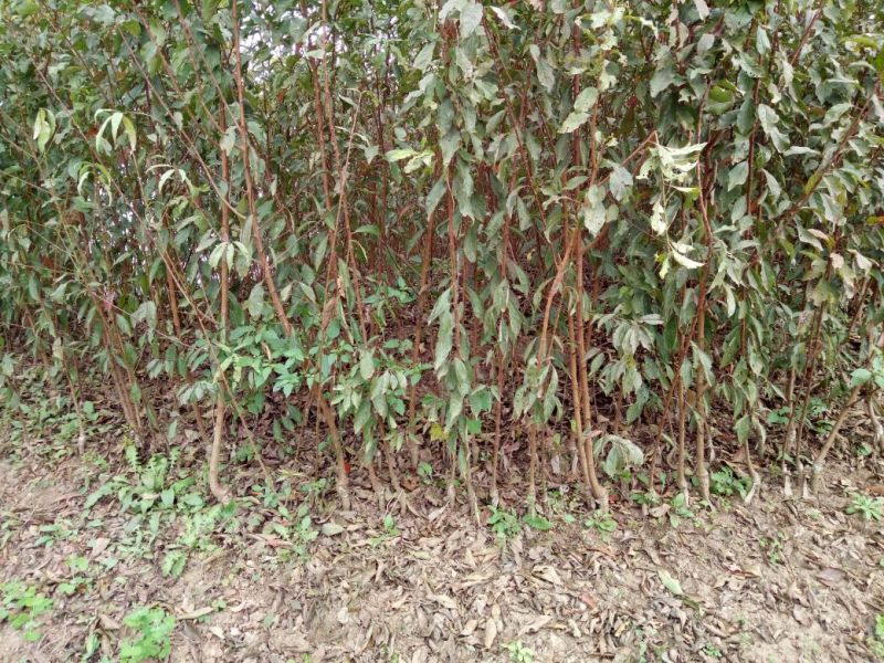 青脆李子苗，果子八月中旬上市，脆甜，个头大，现挖现发包邮
