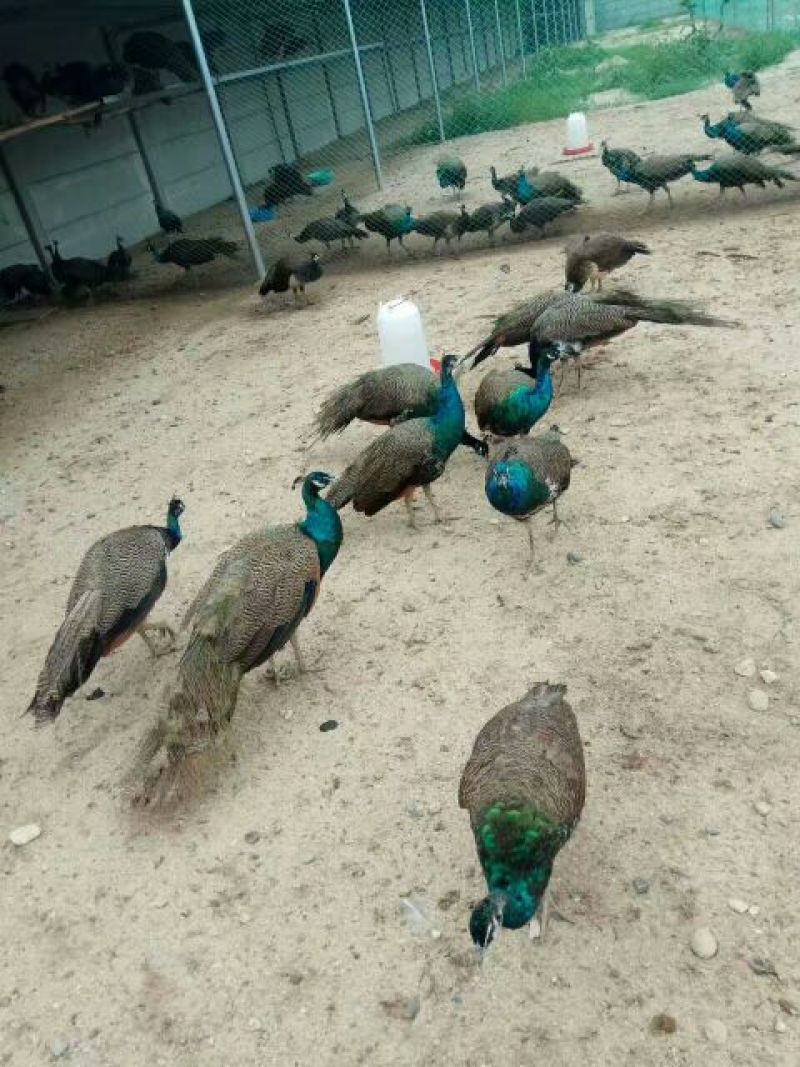 贵妃鸡苗500克以上脱温苗通货