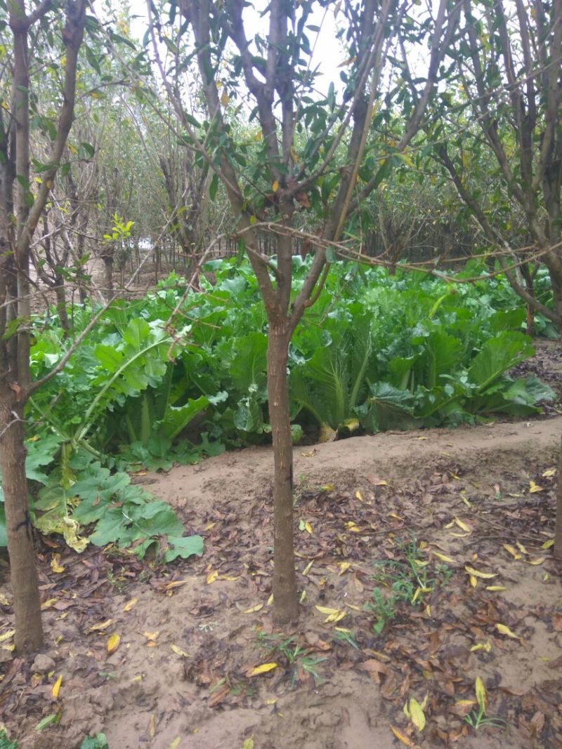 石榴树，3公分石榴树，泰山红石榴树，甜石榴树，大红石榴