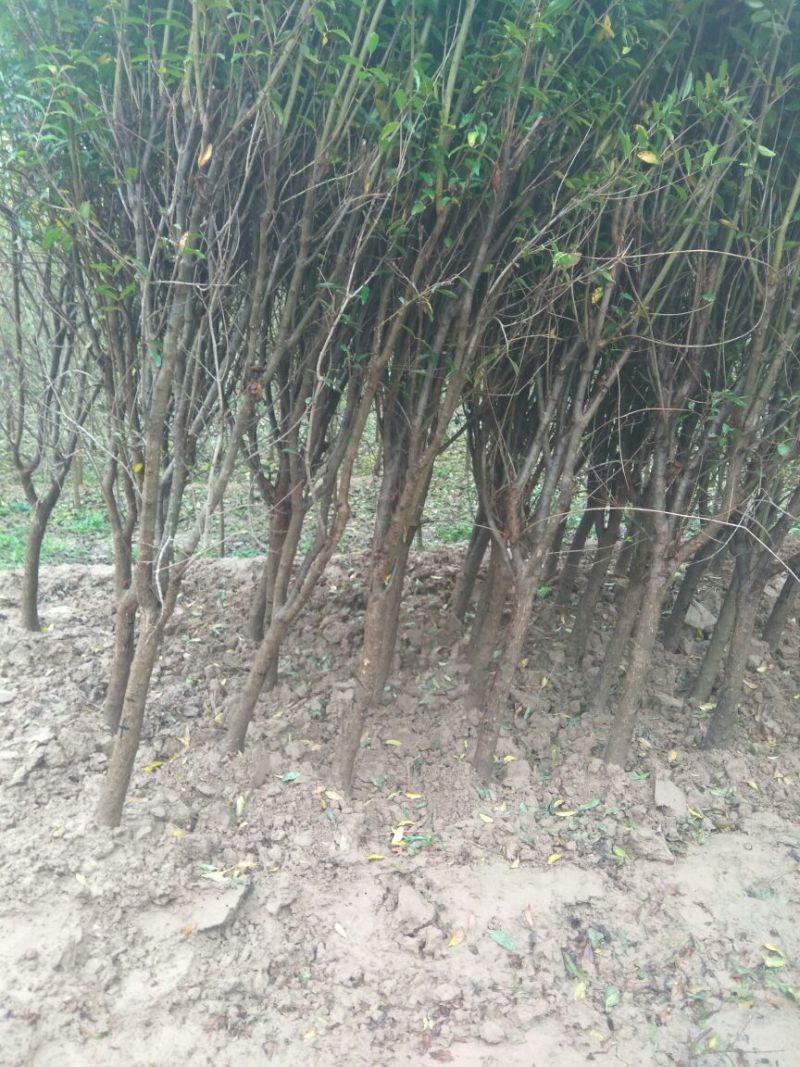 石榴树，3公分石榴树，泰山红石榴树，甜石榴树，大红石榴