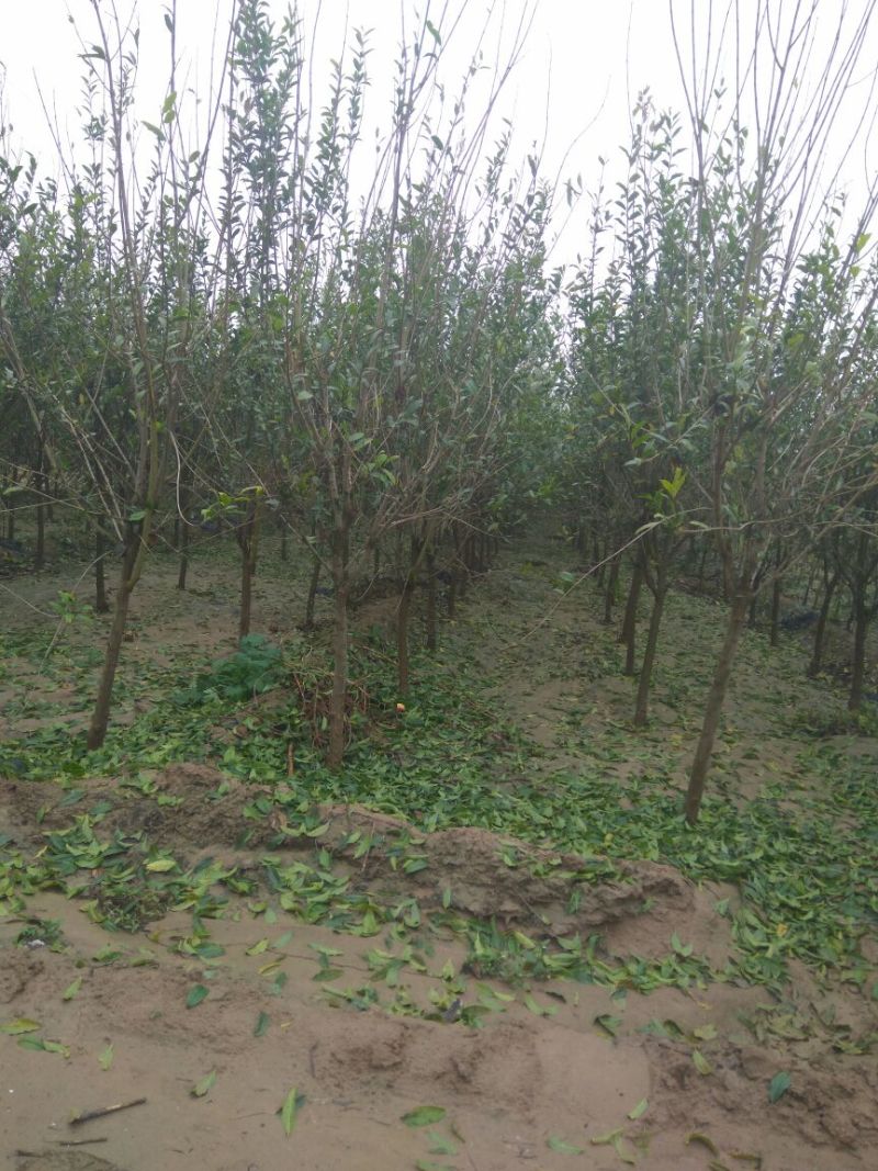 石榴树，3公分石榴树，泰山红石榴树，甜石榴树，大红石榴