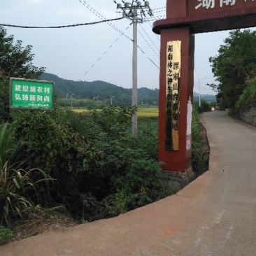 油茶苗30~50cm，湘林糸，关林糸，分枝多，地径粗，