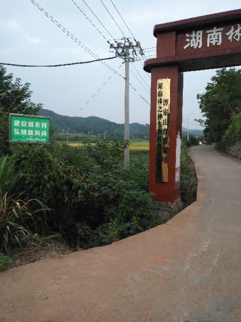 油茶苗30~50cm，湘林糸，关林糸，分枝多，地径粗，