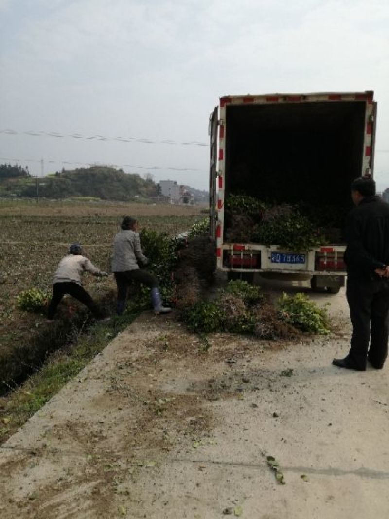 油茶苗30~50cm，湘林糸，关林糸，分枝多，地径粗，