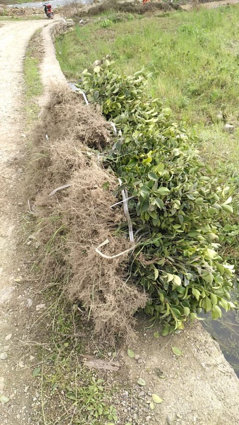 油茶苗30~50cm，湘林糸，关林糸，分枝多，地径粗，