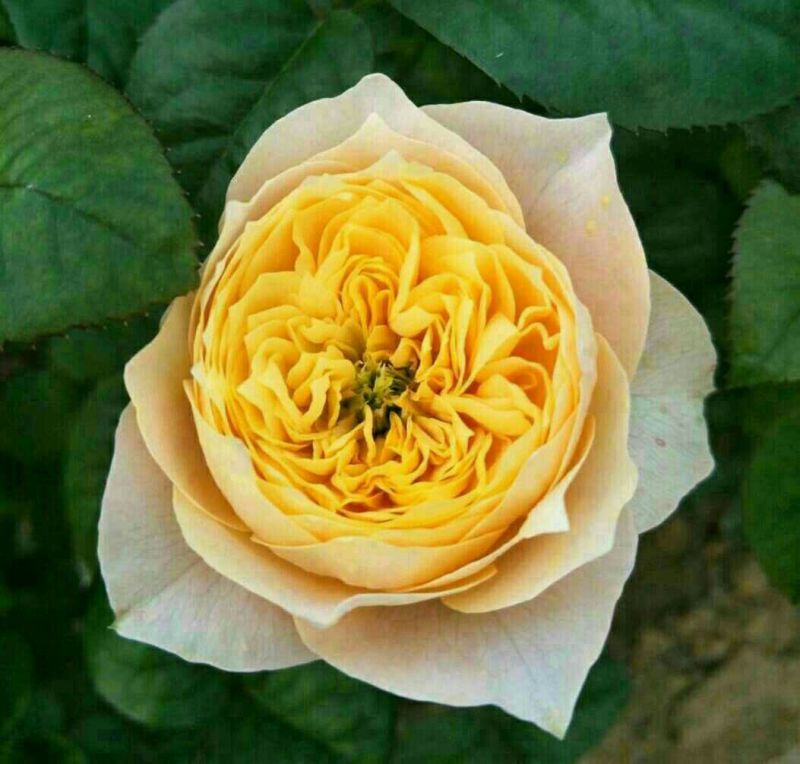 玫瑰花黄玫瑰