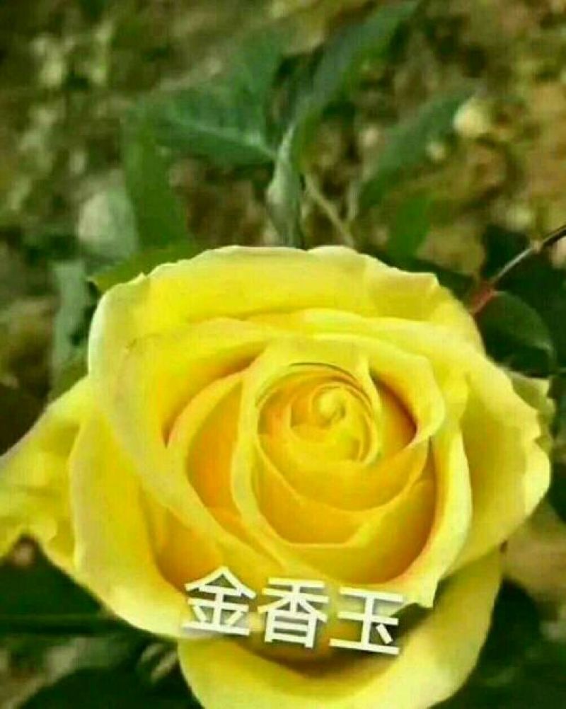 玫瑰花黄玫瑰