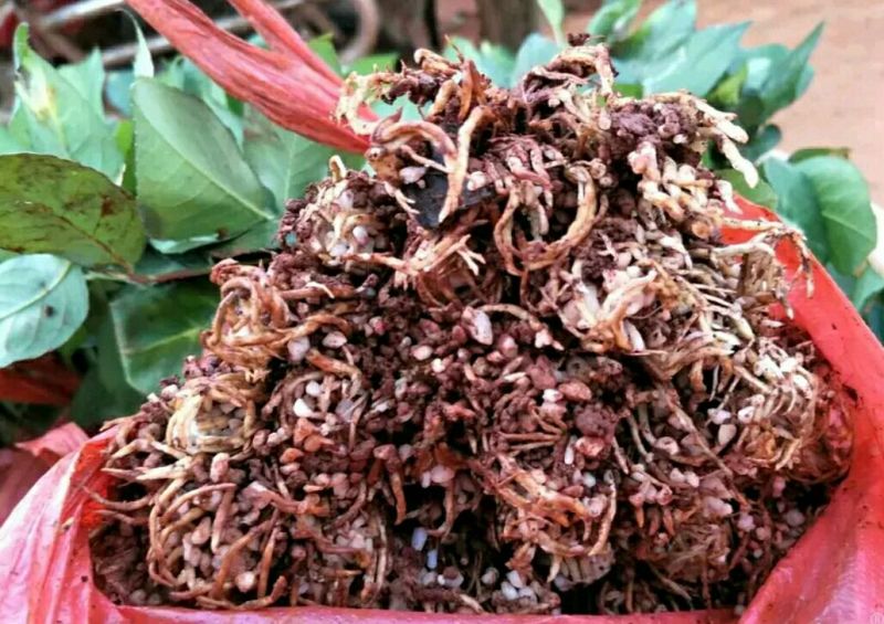 玫瑰花黄玫瑰