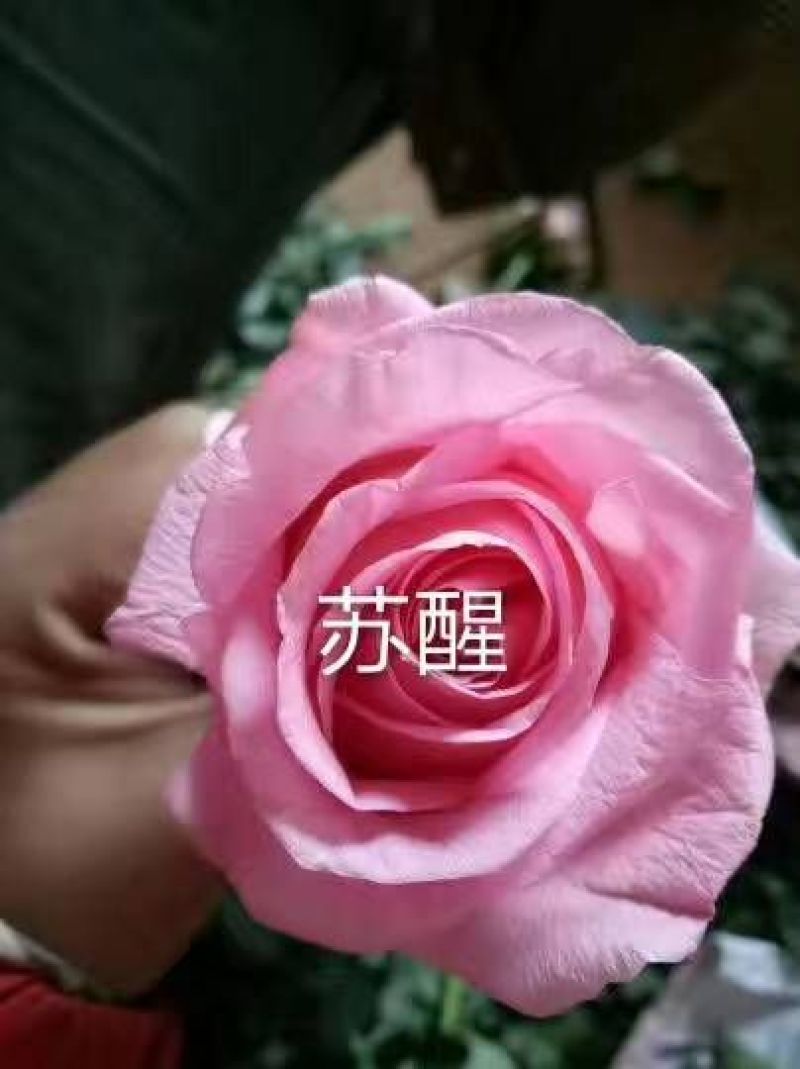 红色大花颜色多品种多样欢迎来电咨询